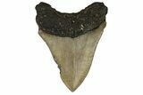 Bargain, Fossil Megalodon Tooth - North Carolina #190652-1